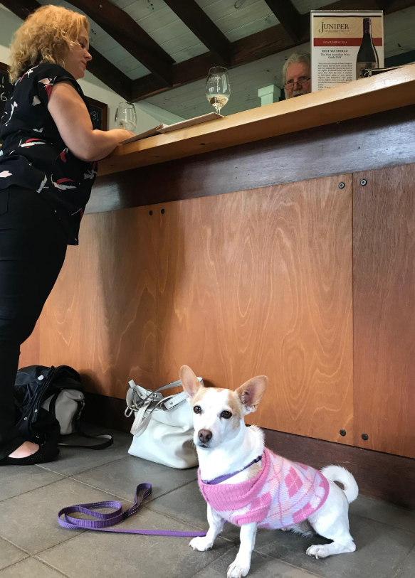 Dog Friendly Wine Tasting at Juniper Estate