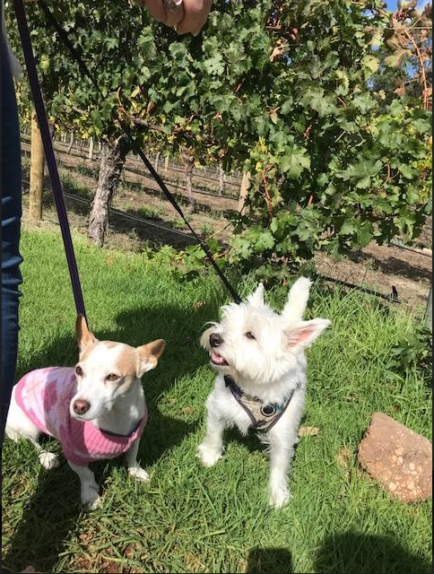 Cape Naturaliste Dog Friendly Winery