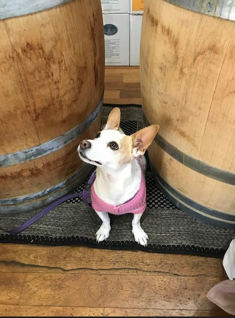 Cape Naturaliste Dog Friendly Winery