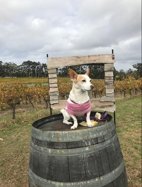Hay Shed Hill Dog Friendly Winery