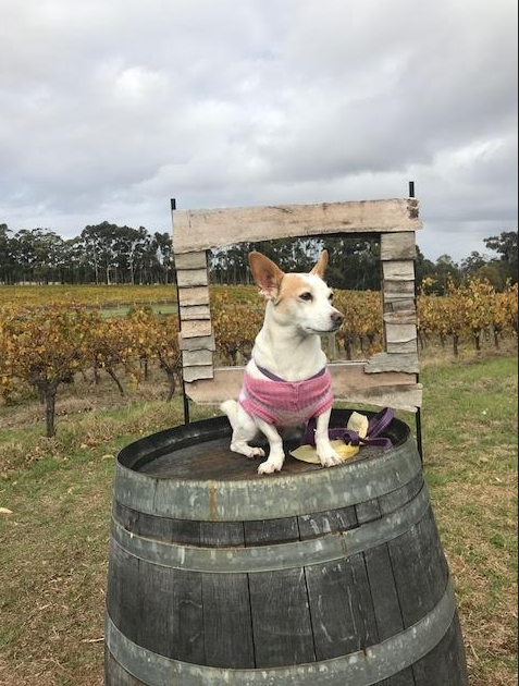 Dog friendly wineries best sale