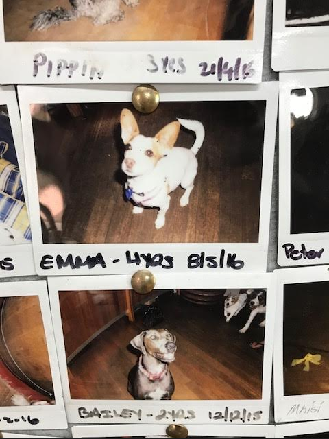 Dog Photo Wall at Cape Naturaliste Winery