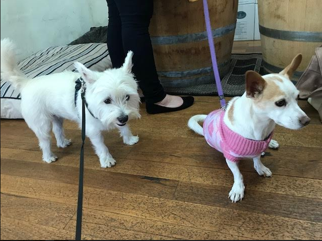 Dog Friendly Wine Tasting in Margaret River A Dog’s Guide